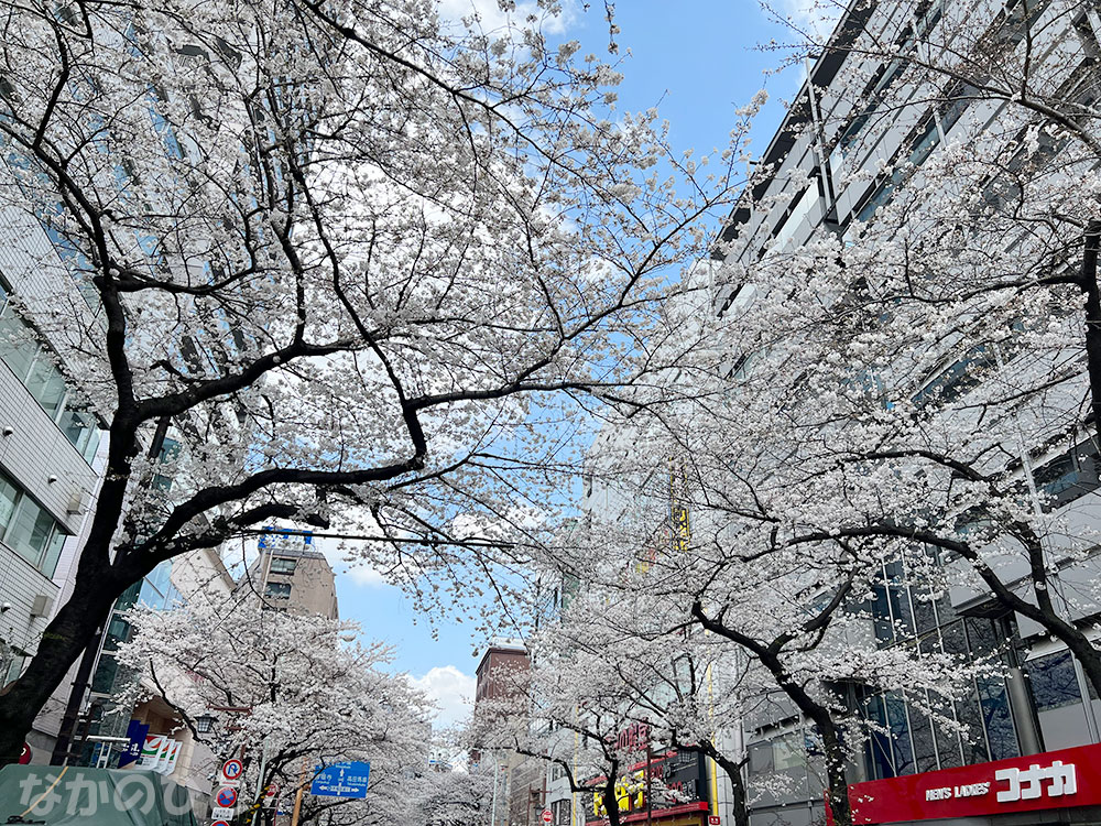 2023年3月22日の中野通りの桜（サンプラザ横交差点から、新井交差点方面）