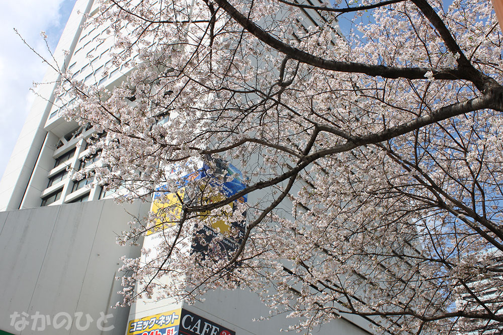 2023年3月29日の中野通りの桜と中野サンプラザ