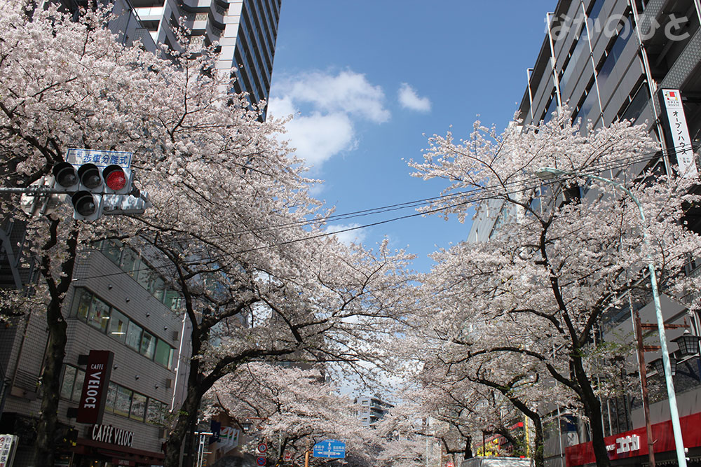 2023年3月29日の、中野通りの桜（早稲田通り方面）