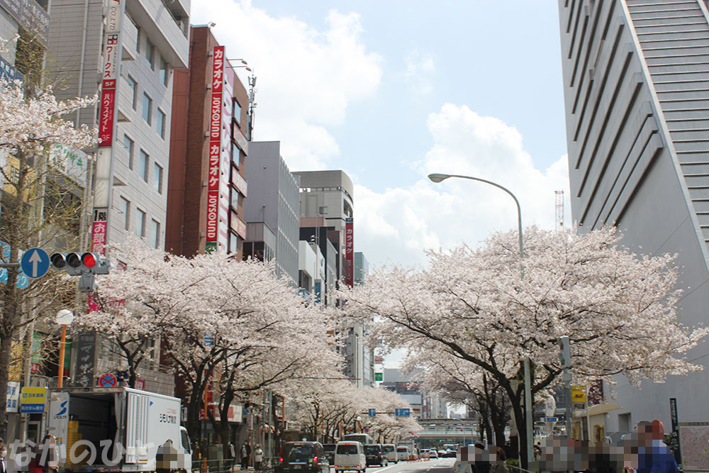 2023年3月29日の、中野通りの桜（中野駅方面）