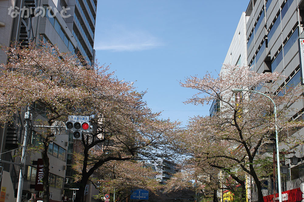 2023年4月4日の中野通り