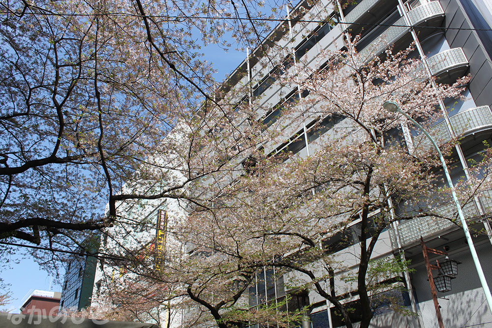 2023年4月4日の中野通りの桜