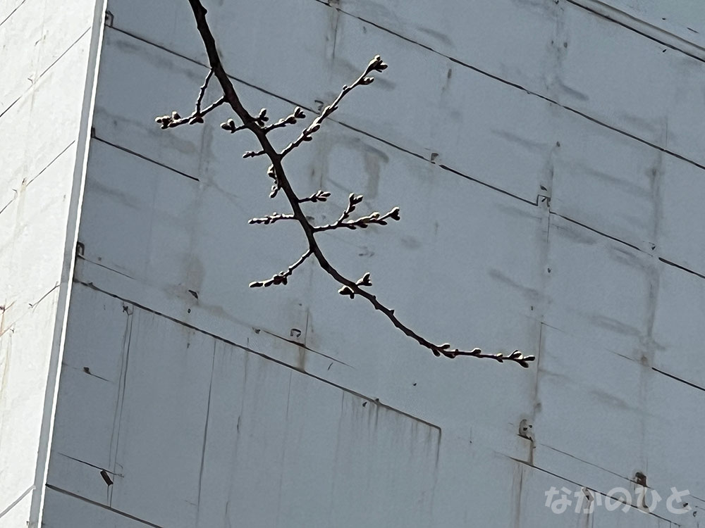 2026年3月17日の中野通りの桜とサンプラザの壁面