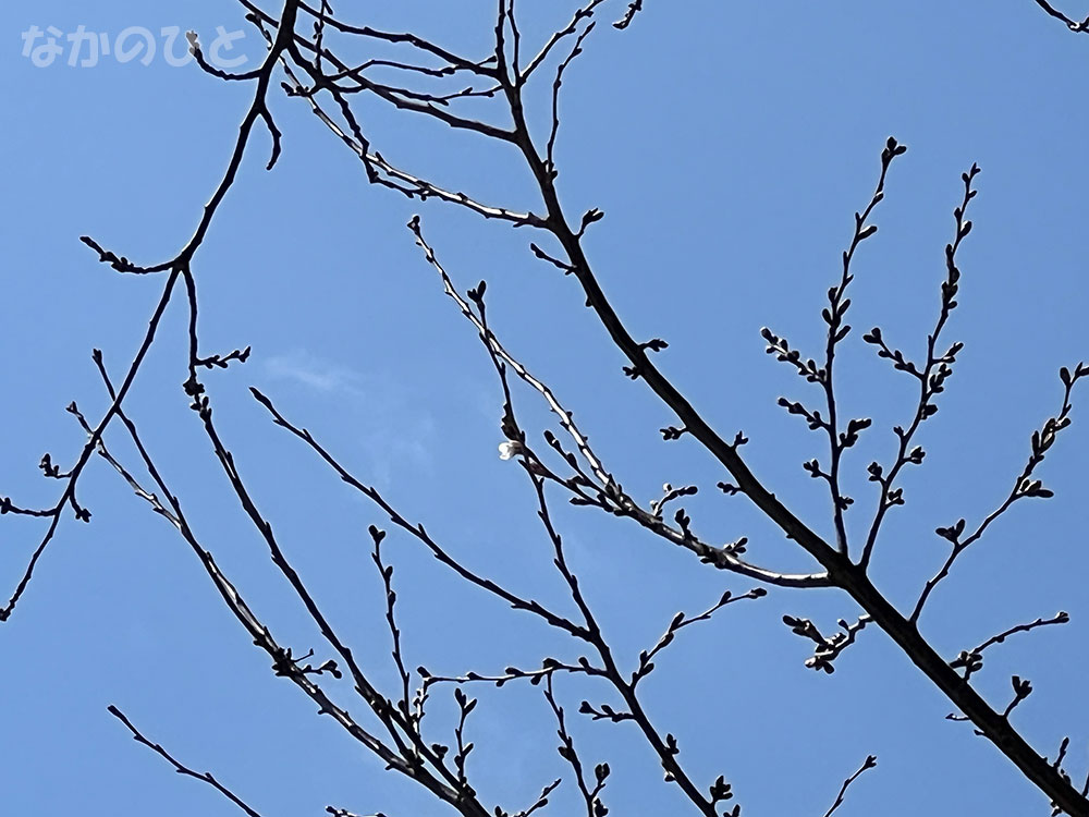 2026年3月17日の中野通りの桜